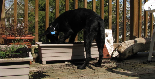 Leroy digging