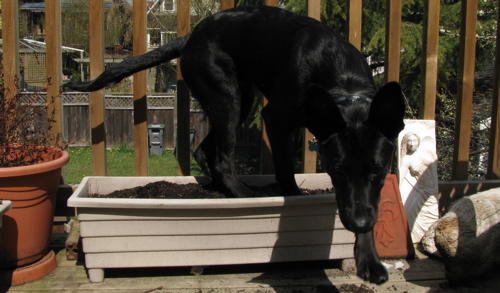 leroy flower pot