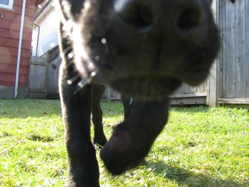 puppy snout