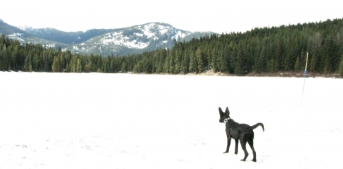 whistler puppy