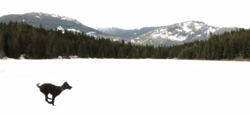 lost lake puppy