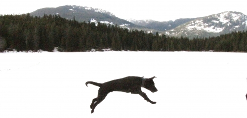 puppy whistler