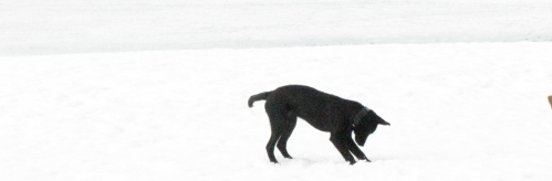 puppy snow