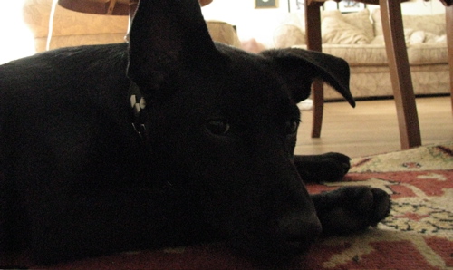 flat rivet dog collar
