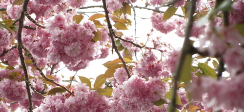 Vancouver-cherry-blossoms