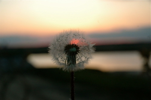 la-porte-rouge-dandelion