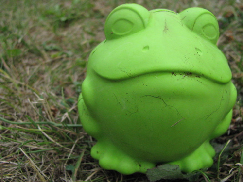 chew-toy
