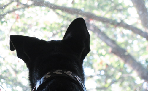 dog-looks-out-window