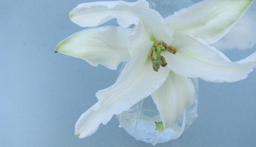 flower-vase