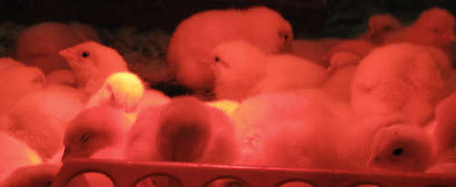 fuzzy-chickies