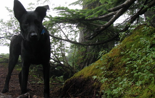 hike-seymour-peak