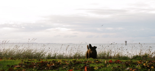 semiahmoo-resort-washington