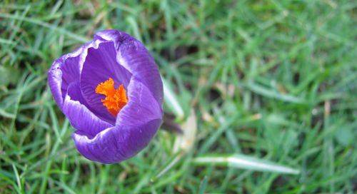 crocus-flower-bloom
