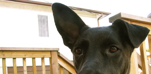 leroy-lopsided-ears leroy-lopsided-ears