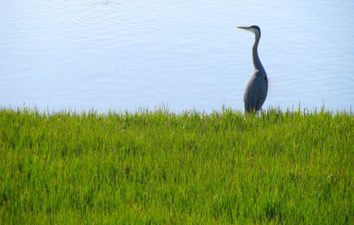 steveston-great-blue-heron