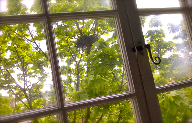 Birds Nest
