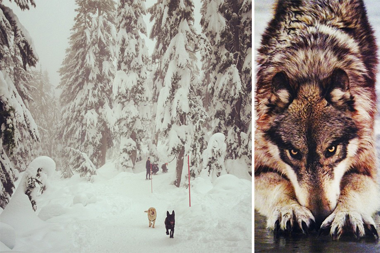 Dogs and wolf